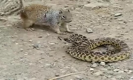 Sóc mẹ liều mình tấn công rắn để bảo vệ con non