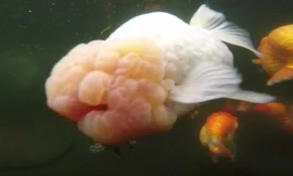 Loài cá vàng có giá hàng nghìn đô mỗi con ở trang trại Trung Quốc