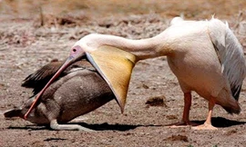 Hành động đáng sợ của loài chim bồ nông