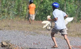 Bị dân hôi vịt, tài xế phải bồi thường 200 triệu đồng