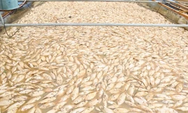 Hơn 600 tấn cá trên sông Đồng Nai chết vì mưa lũ