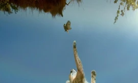 Linh miêu nhảy cao 3,5 mét để vồ chim thợ dệt