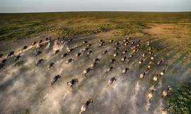 Nơi khởi đầu cuộc đại di cư của hàng triệu linh dương châu Phi