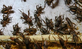 Người đàn ông phố núi kiếm 70 triệu mỗi tháng nhờ nuôi dế