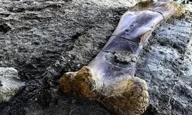 Chiếc xương đùi nặng nửa tấn của khủng long khổng lồ