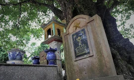 Cận cảnh 5 cây thị gần 700 tuổi ở Nghệ An