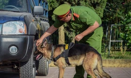 Những lần phá án ma túy của lực lượng chó nghiệp vụ