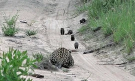 Lao thẳng vào báo hoa mai, cầy mangut thoát thân ngoạn mục
