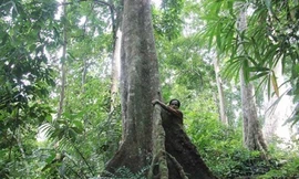 Choáng ngợp rừng lim xanh cổ thụ được coi như báu vật ở Bắc Giang