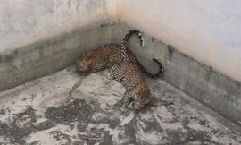 Mò vào làng kiếm ăn, báo hoa mai rơi xuống giếng nước 4,5 m