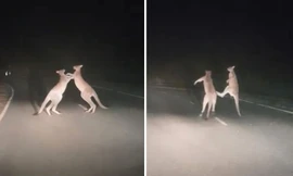 Kangaroo 'đấm bốc' giữa đường gây cản trở giao thông