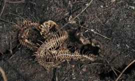 Thảm cảnh sau cháy rừng tại khu bảo tồn Bolivia