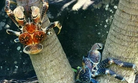 Loài cua khổng lồ chuyên leo cây hái dừa ở Indonesia