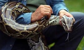 Thợ săn Mỹ lùng bắt trăn Miến Điện