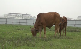 Người dân chăn thả bò trong khu đô thị Mê Linh 2000 ha bỏ hoang