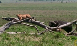 Trâu rừng châu Phi - 'gã khổng lồ' sẵn sàng tiêu diệt vật cản