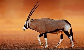 Cách linh dương bảo vệ đầu trên sa mạc nóng hơn 71 độ C