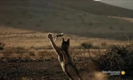 Linh miêu vồ trúng chim rồng rộc đang bay trong chớp mắt