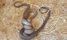 Rắn nâu kịch độc ăn thịt đồng loại trước hiên nhà