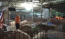 Video: Nông dân Hà Nội thu tiền tỷ nhờ nuôi lợn cho nghe nhạc Pháp