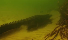 Cá sấu phục kích đoạt mạng chim non