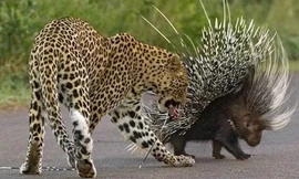 Chị em báo hoa mai trả giá đắt khi cả gan săn nhím