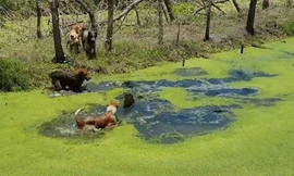 Màn ‘thủy chiến’ khốc liệt giữa bầy chó và kỳ đà khổng lồ