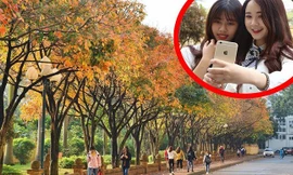 Cận cảnh con đường lá vàng đẹp như Hàn Quốc ở Hà Nội