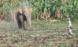 Bại trận bị đuổi khỏi đàn, voi hoang mò vào thị trấn trút giận