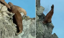 Sự thật rùng mình sau video hàng loạt hải mã gieo mình xuống vách đá chết thảm