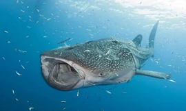 Cách kiếm ăn của loài cá lớn nhất đại dương