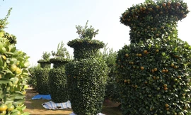 Độc đáo quất dáng lộc bình khổng lồ đón xuân