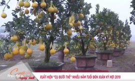 Chiêm ngưỡng cây bưởi thế nhiều năm tuổi đón xuân Kỷ Hợi 2019