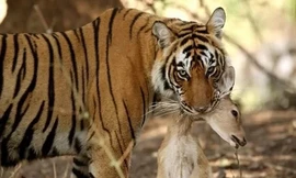 Xâm phạm lãnh thổ, hổ Bengal bị đồng loại đánh cảnh cáo