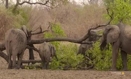 Voi cái quật đổ thân cây để cả đàn cùng thưởng thức