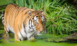 Hổ - mãnh thú lớn nhất trong họ Mèo