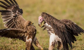 Đại bàng và kền kền đại chiến tranh nhau miếng ăn