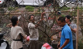 Video: Người Hà Nội ùn ùn đi săn hoa lê rừng tiền triệu sau Tết