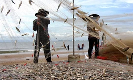 Người dân Bà Rịa - Vũng Tàu bắt cá trích kiếm tiền triệu mỗi ngày