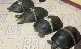 Rùa trăm tuổi tự do đi lại trong ngôi chùa ở Đồng Tháp