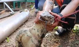 Đôi kỳ đà khổng lồ bị bắt vì giao phối dưới nền nhà máy