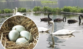 Đàn Thiên Nga đẻ trứng ở Hồ Thiền Quang