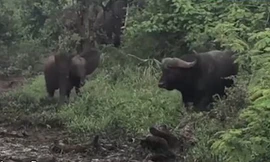 Voi con 'liều lĩnh' đe dọa trâu rừng