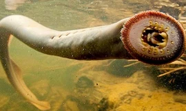 Quái ngư hút máu trên sông Mississippi