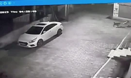 Bầy chó cứu sống bé sơ sinh bị mẹ vất xuống cống khiến dân mạng cảm động