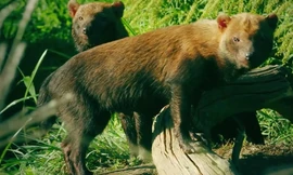 Chó lông rậm dìm chết con mồi để ăn thịt