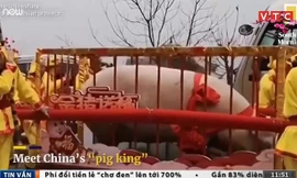 Lợn khổng lồ nặng gần 1 tấn, 24 người khiêng mới xuể