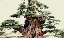 Cây me 200 năm tuổi bán giá 2 tỷ ở Sài Gòn