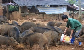 Ngắm đàn lợn rừng của thanh niên Hà Nội cho thu nhập trăm triệu đồng