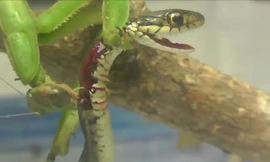 Rắn cỏ thúc thủ sau khi chiến đấu với bọ ngựa